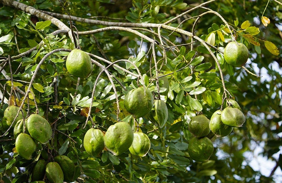 Dettaglio di un albero di cumaru con i suoi caratteristici frutti