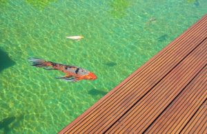 Vasca d'acqua contenente una carpa, con decking in legno di cumaru