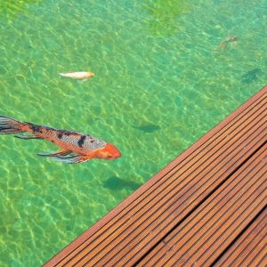 Vasca d'acqua contenente una carpa, con decking in legno di cumaru