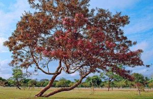 Un albero di Bowdichia, dal quale si ricava il legno conosciuto col nome commerciale di “sucupira”