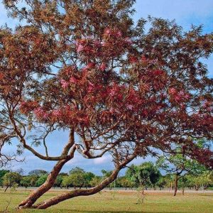 Un albero di