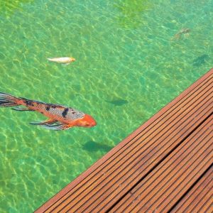 Vasca d'acqua contenente una carpa, con decking in legno di cumaru