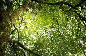 Albero di Diospyros, da cui si ricava il legno d'ebano, visto dal basso