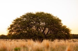 Un albero di Prosopis caldenia, detta comunemente caldén, che spicca nella pampa argentina