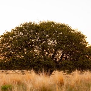 Un albero di