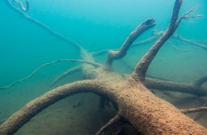 Il tronco di un albero immerso nell'acqua