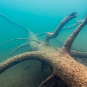 Il tronco di un albero immerso nell'acqua