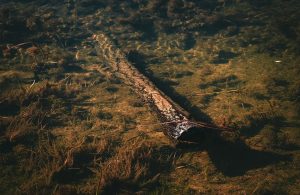 Un tronco d'albero immerso nell'acqua di un lago del Nevada