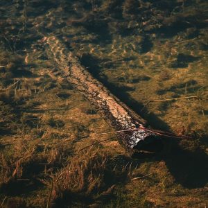 Un tronco d'albero immerso nell'acqua di palude