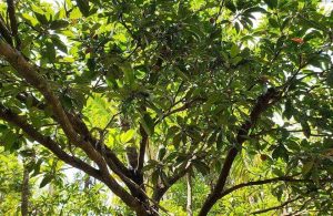 Una pianta di Manilkara, albero esotico della famiglia delle Sapotaceae, dal quale si ricava il legno di massaranduba
