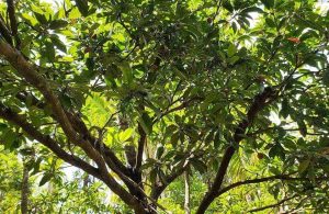 Una pianta di Manilkara, albero esotico della famiglia delle Sapotaceae, dal quale si ricava il legno di massaranduba