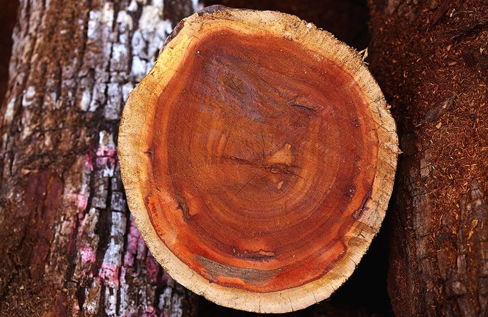 Dei tronchi di legno di Manilkara, tra cui uno tagliato in sezione, che mostra il caratteristico e definito albume chiaro che circonda il durame rossastro