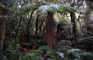 Foresta tropicale con piante di bilinga