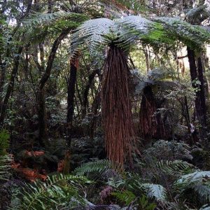 Foresta tropicale con piante di bilinga