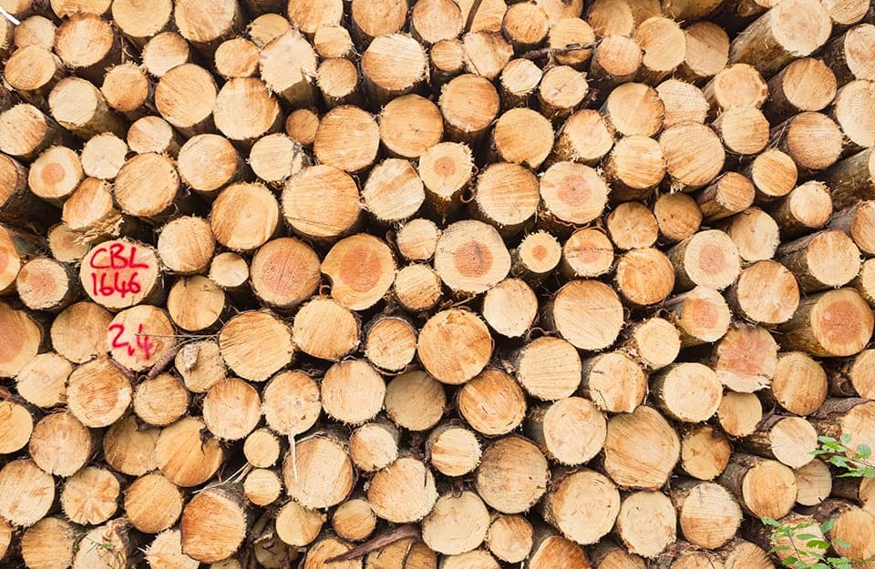 Decine di tronchi di legno certificato accatastasti