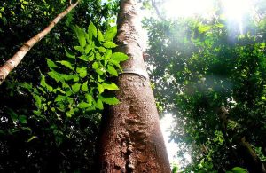 Un albero di Apuleia Leiocarpa fotografato dal basso verso l'alto