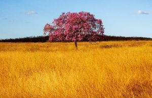 Un albero fiorito di Peltogyne visto da lontano in mezzo a un campo pieno di erba secca dorata