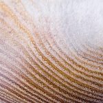 Dettaglio della texture di un parquet in robinia