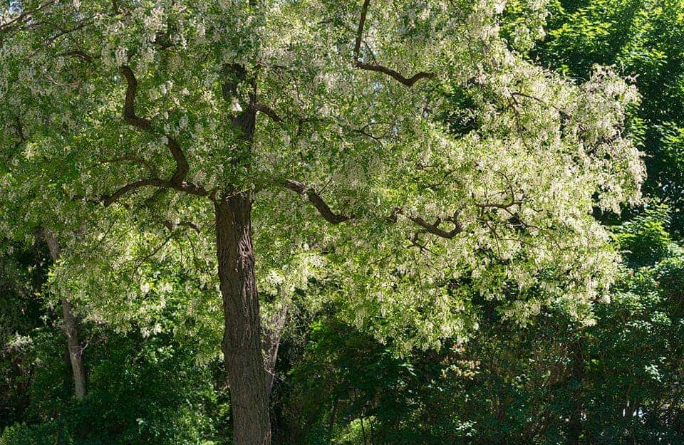 Un albero di Robinia pseudoacacia