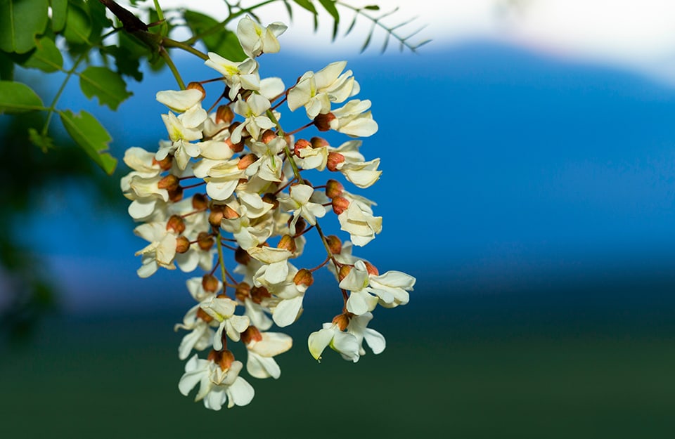 Primo piano sui fiori di un albero di Robinia pseudoacacia