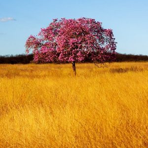 Un albero fiorito di