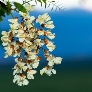 Primo piano sui fiori di un albero di Robinia pseudoacacia