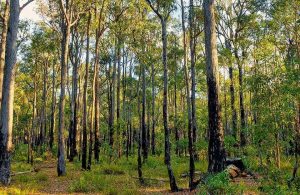 Foresta di alberi di jarrah, in Australia