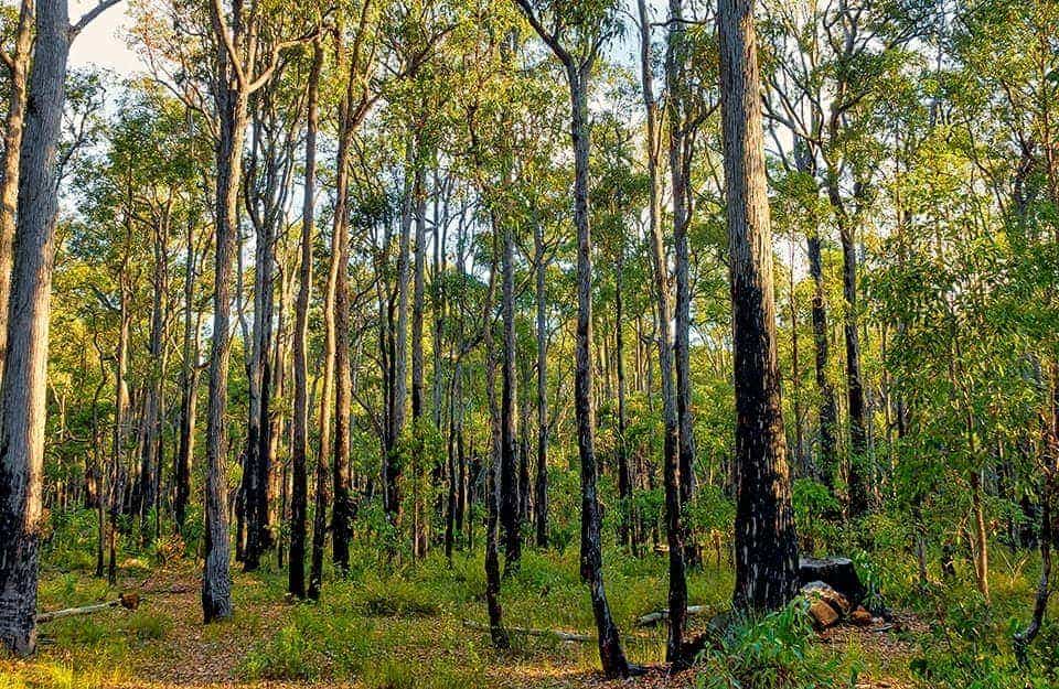 Foresta di alberi di jarrah, in Australia
