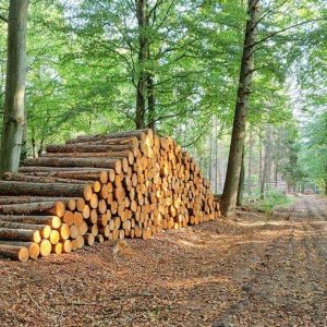 Una strada sterrata tra gli alberi con numerosi tronchi tagliati e accatastati di lato