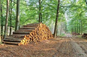 Una strada sterrata tra gli alberi con numerosi tronchi tagliati e accatastati di lato