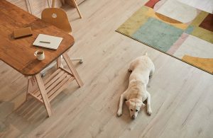 Stanza vista dall'alto con un cane sdraiato su un parquet chiaro, un tappeto colorato a motivi geometrici e una scrivania in legno su cavalletti