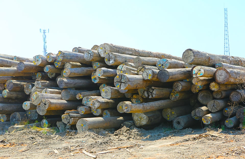 Una catasta di tronchi tagliati di bangkirai all'esterno