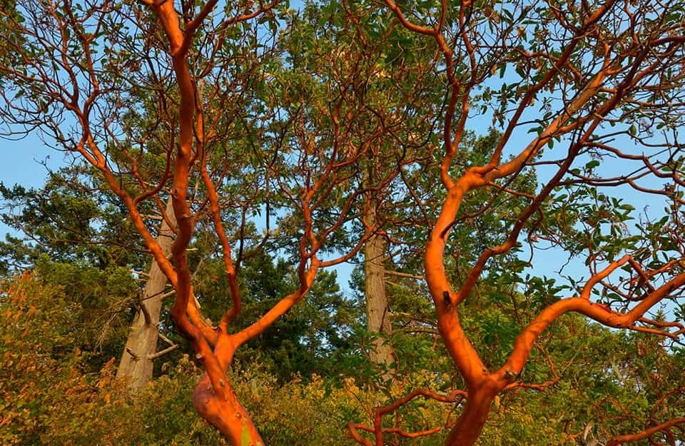 Bosco con in primo piano in tronco arancione del madrone del Pacifico