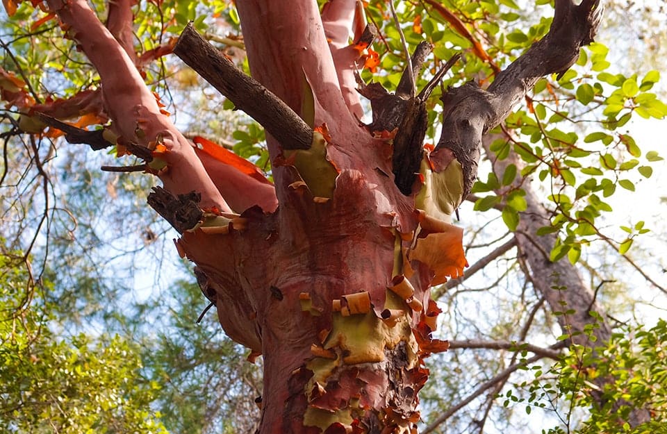 Dettaglio su un albero di madrone del Pacifico con la caratteristica corteccia che si sfoglia naturalmente in fogli sottili