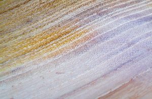 Primo piano sul caratteristico pattern del legno di robinia