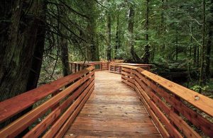 Una passerella in legno di abete di Douglas che passa all'interno del MacMillan Provincial Park, in Canada