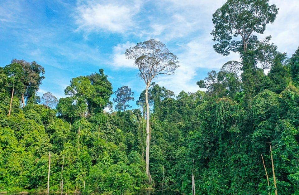 Foresta pluviale del borneo, con piante di Koompassia