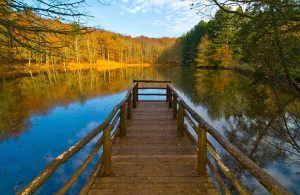 Una passerella in legno su un lago della Foresta Umbra, in Puglia, circondata da alberi, in autunno