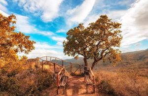 Uno scorcio del Bosco della Ficuzza, in Sicilia, con un percorso delimitato da una staccionata in legno, nella stagione autunnale