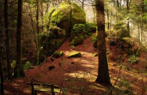 Un angolo dall'aria fiabesca all'interno del bosco Archifòro, in Calabria, nella stagione autunnale