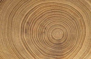 Primo piano sulla sezione di un tronco di acero con molti anelli di accrescimento ben in vista