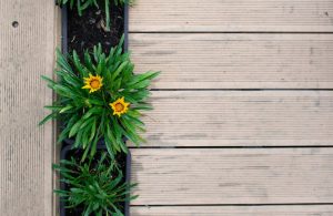 Il bordo di un vialetto in legno con inserite delle piantine