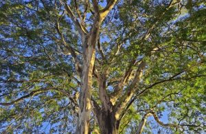 Vista dal basso dell'albero da cui si ricava il pau ferro