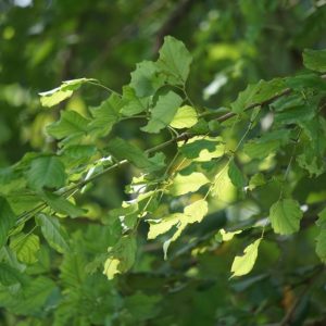 Dettaglio su delle fronde di albero di Dalbergia