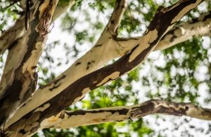 Dettaglio di alcuni rami dell'albero da cui si ricava il pau ferro