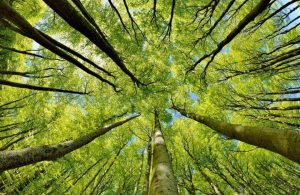 Vista dal basso dei tronchi e della canopia di alcuni alberi di un bosco