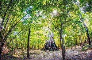 Un albero di Angelim Vermelho gigante nella foresta amazzonica