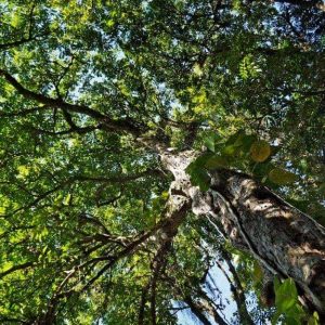 Un albero di