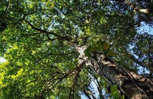 Un albero di Carapa guianensis, meglio conosciuto come andiroba, visto dal basso verso l'alto