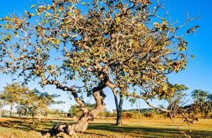 Albero di Caryocar brasiliano, dal quale si ricava il legno di pequia